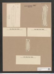 Navicula sp. (de-Toni-Nr.: Genus 1) Zeichnungen Sammlung Grunow Nr. 1397 (NHMW-BOT-W0368364)